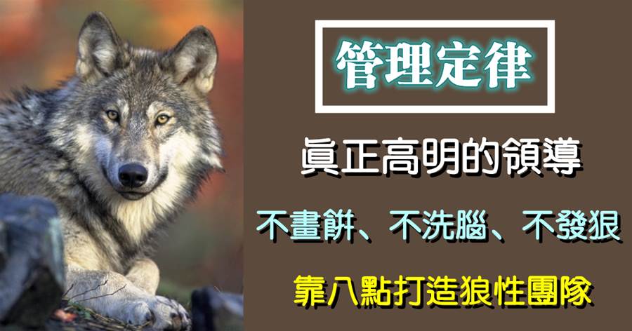 真正高明的領導，一不畫餅、二不洗腦、三不發狠，靠八點打造狼性團隊