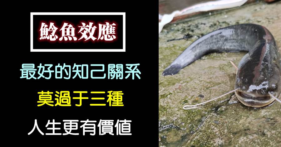 鯰魚效應：最好的知己關系，莫過于三種，人生更有價值